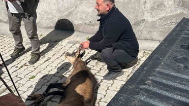 Artvin'in Şavşat İlçesinde Bitkin Düşen Yaban Keçisi Evin Önünde Bulundu, Tedaviye Alındı