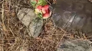 Tunceli'de susamış kaplumbağaya içi boşaltılmış karpuz ikram eden Doç. Dr. İlyas Kayaokay'ın o anları cep telefonu kamerasında