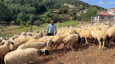 Kargı'da küçükbaş destek projesi kapsamında teslim alınan hayvanlar denetlendi