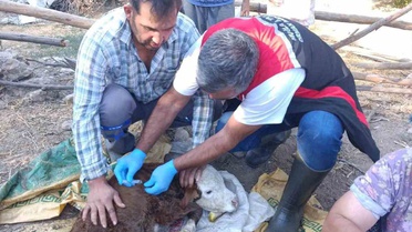 Muğla'da Buzağı Kayıplarını Azaltma Projesi