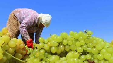 TARİŞ'ten 2026 Sezonu Çekirdeksiz Kuru Üzümde Brüt 80 TL/Kg Avans Fiyatı, Randevular 7 Eylül'de Açılacak