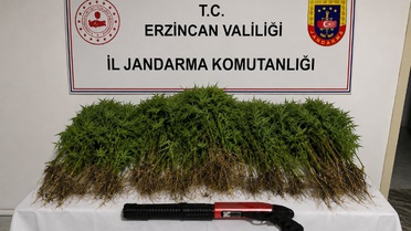 Erzincan'ın Tercan ilçesinde uyuşturucu operasyonu: 174 kök kenevir ele geçirildi, 1 tutuklama