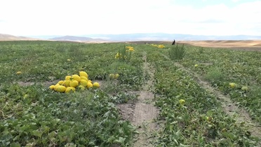 Yozgat'ın Yerköy ilçesinde kavun hasadı başladı: Üretici tarlada 10-13 lira olan fiyattan dertli, kooperatif istiyor