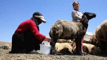 Bitlis'in Hizan ilçesinde kadınların geleneksel yün mesaisi kültürü yaşatıyor