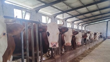 Samsun Çarşamba'da 5 mahallede yetiştiricilere ari işletme eğitimi verildi