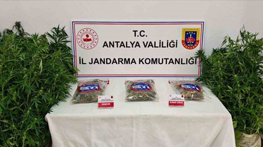 Antalya Gazipaşa'da ormanlık alana ekilen 146 kök kenevir ve 1 kilo kubar esrar ele geçirildi