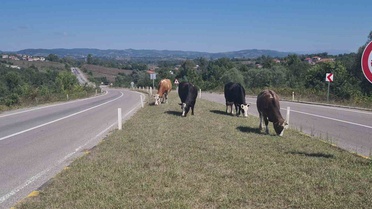 Zonguldak Çaycuma-Perşembe yolunda başıboş hayvanlar yeniden kaza riski oluşturuyor