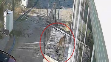 Konya Meram'da terliğini çalan hırsızın tilki olduğu kamerayla ortaya çıktı