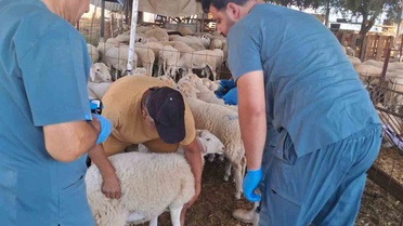 Aydın'ın Köşk ilçesinde küçükbaş hayvanlar kulak küpesiyle kimliklendiriliyor, kayıt ve hareketleri takip ediliyor