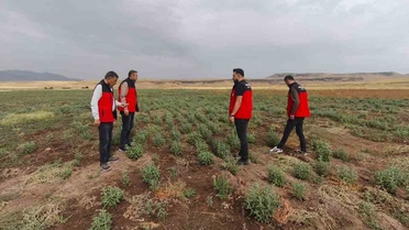 Patnos'ta Emekli Müteahhidin 30 Dönümlük Arazisinde Ada Çayı Hasadı Yaklaşıyor, İlçe Müdürlüğü Projeye Dönüştürmek İstiyor