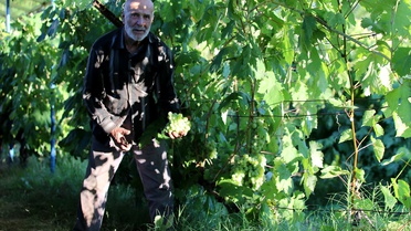 Safranbolu'da coğrafi işaretli çavuş üzümünde hasat başladı; üretici dekarda 700-800 kilo rekolte bekliyor