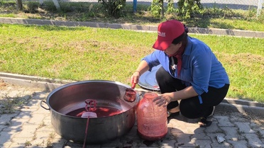 Iğdır'da Anjelik eriğinde hasat başladı, zirai don nedeniyle rekolte 25 tona geriledi