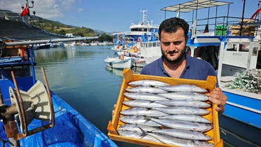 Sinop ve Samsun'da palamut bolluğu tezgahları süsledi, fiyatlar geriledi