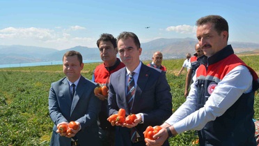 Bitlis'te 34 bin dekarlık alanda domates hasadı başladı