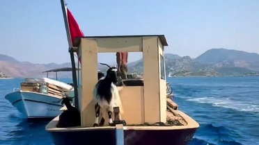 Marmaris Bozburun'da çobanlar, keçi sürülerini teknelerle adalara taşıyor
