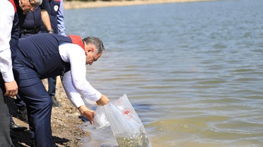 Çankırı'da 662 buçuk bin sazan yavrusu baraj ve göletlere bırakıldı