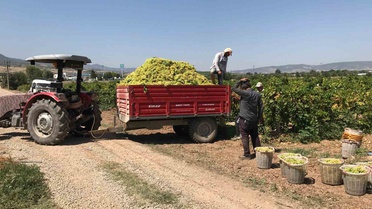 Güney'de şaraplık üzümde fiyat şoku; 17 liraya alıcı bulan üretici masrafını karşılayamıyor