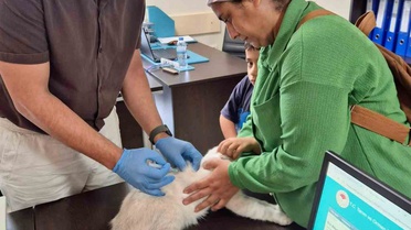 Hatay'da veterinerler kuduz aşılama çalışmalarını kent genelinde sürdürüyor
