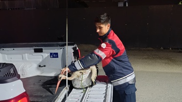 Arsuz'da sahilde yorgun bulunan leylek tedavi merkezine götürüldü