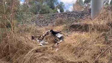 Kütahya Vefa Mahallesi'nde tren yolu yakınında çok sayıda leylek ölü bulundu