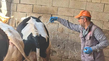 Niğde Bor'da şap aşısı kampanyası Obruk köyünde başladı