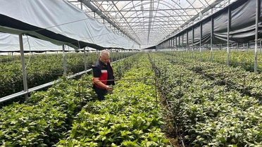 Simav'da kesme çiçek üreticileri İBS çalışmaları kapsamında ziyaret edildi