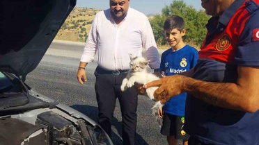 Adıyaman Besni'de otomobilin motoruna sıkışan kedi itfaiyenin çalışmasıyla kurtarıldı