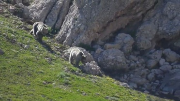 Yazın ortasında karda kayıp oynayan 2 ayı kameralara yansıdı