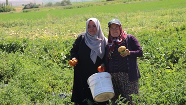 Kayseri Bünyan'da ata tohumu Karahıdır domatesi coğrafi işaret için gün sayıyor