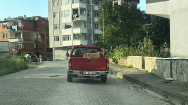 Artvin Hopa'da sahipsiz köpek Nurgül Bağdatlı'yı kendine yol arkadaşı seçti