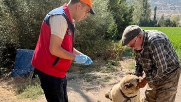 Afyonkarahisar Çay'da evcil hayvanlara kimlik takıldı ve kuduz aşısı yapıldı