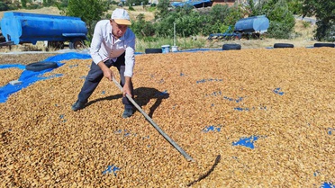 Manisa Demirci'de badem hasadı başladı, 625 ton rekolte bekleniyor