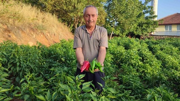 Denizli Beyağaç'ta Kayaca biberinde son hasat, Üretici 7 ton bekliyor
