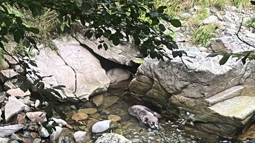 Trabzon Çaykara'da yavru boz ayı, ekipler ve köylüler tarafından dere yatağından kurtarıldı