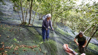 Giresun'da fındık hasat fileleri yaygınlaşıyor, 44 üreticiye hibe desteği sağlandı