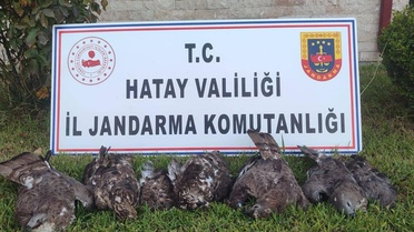 Hatay Antakya'da arı şahini avlayan kişiye 1 milyon 330 bin lira ceza kesildi