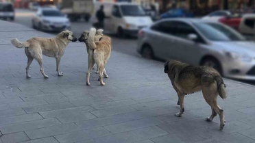 İçişleri ve Tarım Bakanlıkları 81 ilde sahipsiz hayvanlara yönelik denetim başlatıyor