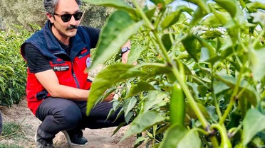İscehisar'da jalapeno biber tarlalarında hasat öncesi kontroller yapıldı