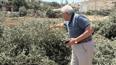 İsrail ordusu Cenin'de 223 dönüm arazide Filistinlilerin zeytin ağaçlarını söktü