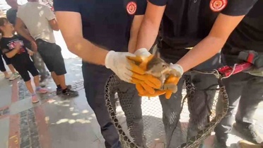 Edirne'de kaputa giren yavru kedi itfaiyenin çalışmasıyla sağ salim kurtarıldı