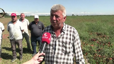 Bursa Karacabey'de salçalık domatesin fiyatı 3,5 liraya düştü, üretici isyan etti