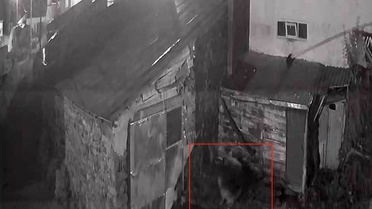 Ardahan Posof'ta köye inen kurt, köpeğe saldırdığı anlar kameraya yansıdı
