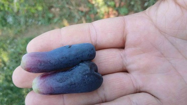 Manisa Sarıgöl'de genç üreticinin Sweet Sapphire üzümü ilk hasatta 80 asmadan 7 ton verdi