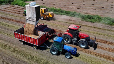 Adana Karataş'ta yer fıstığı hasadı başladı, 135 bin ton rekolte hedefleniyor