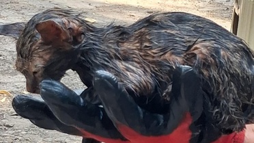 Ağrı Patnos'ta zifte yapışan yavru kedi itfaiyenin 1 saatlik müdahalesiyle kurtarıldı