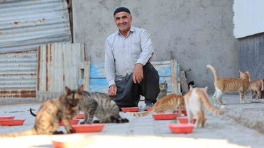 Elazığ'da 62 yaşındaki İsmail Dündar, 2016'dan beri bahçesinde 50 sahipsiz kediyi besliyor