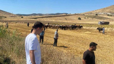 Kırşehir Boztepe'de hayvan yüklü tır yan yattı, sürücü kazayı yara almadan atlattı