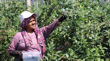 Antalya Elmalı'da Çin'den dönen girişimci yaban mersini üretiminde 140 tona ulaştı