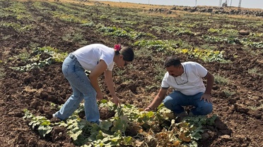 Cizre'de kavun ve karpuz tarlalarını denetleyen tarım ekipleri üreticiyi bilgilendirdi