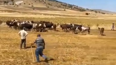 Kırşehir Boztepe'de hayvan yüklü TIR şarampole devrildi, 4 büyükbaş öldü